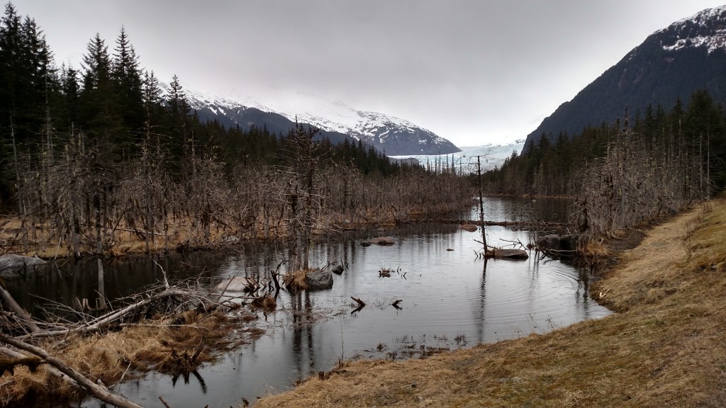 Mendenhall Glacier