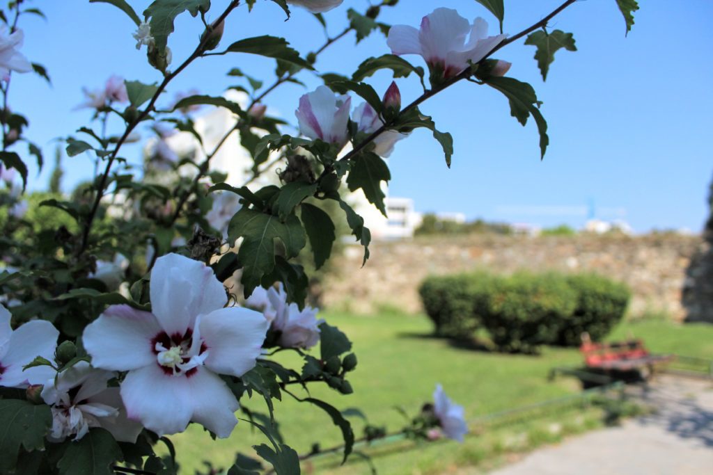 White Flowers